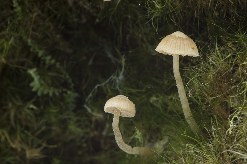 Galerina stordalii